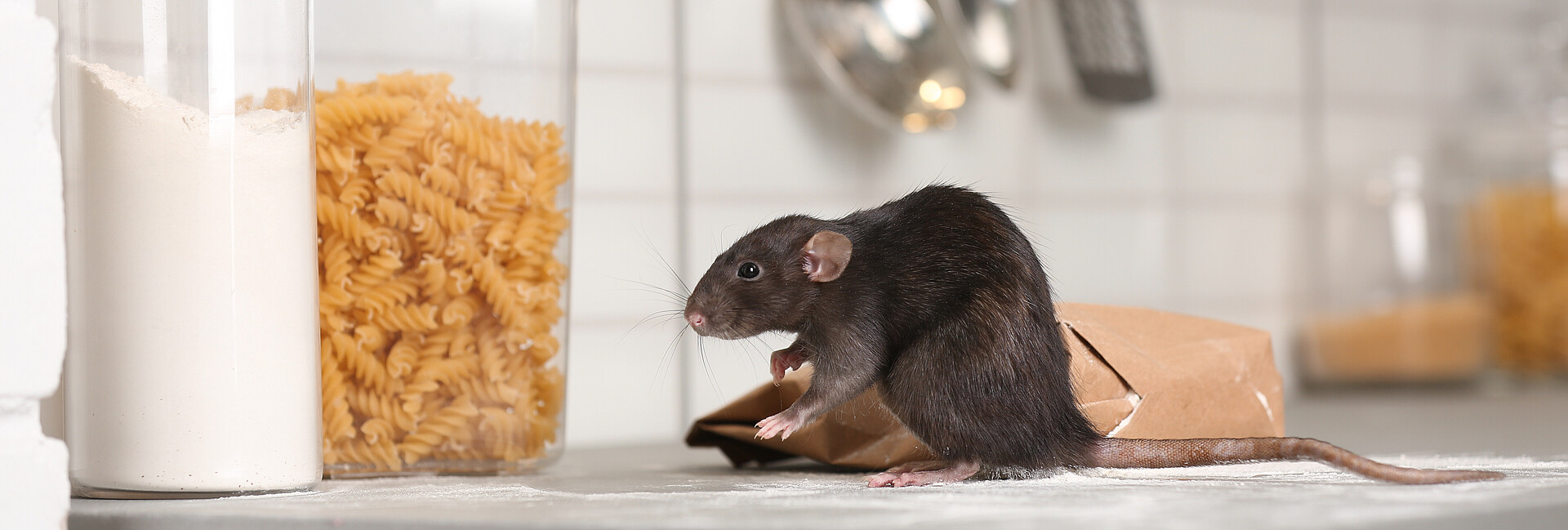 Ratte sitzt auf einem Küchentisch neben einer angenagten Mehltüte