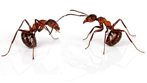 Fünf Ameisen