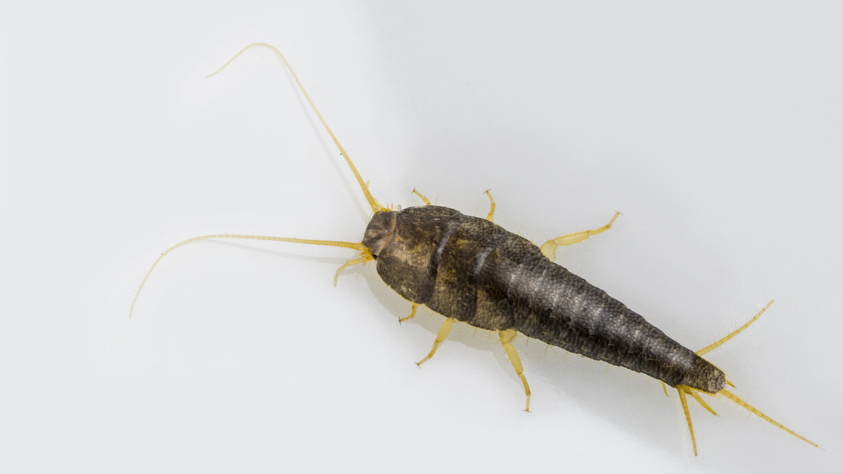 Silberfischchen / Lepisma saccharina