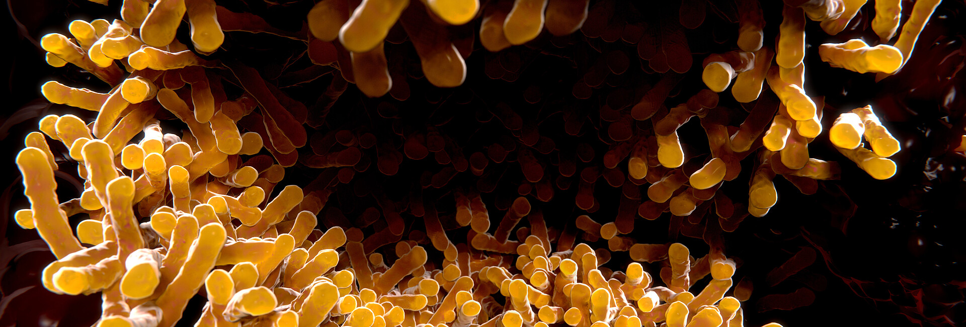Tuberkulose-Bakterien unter dem Mikroskop