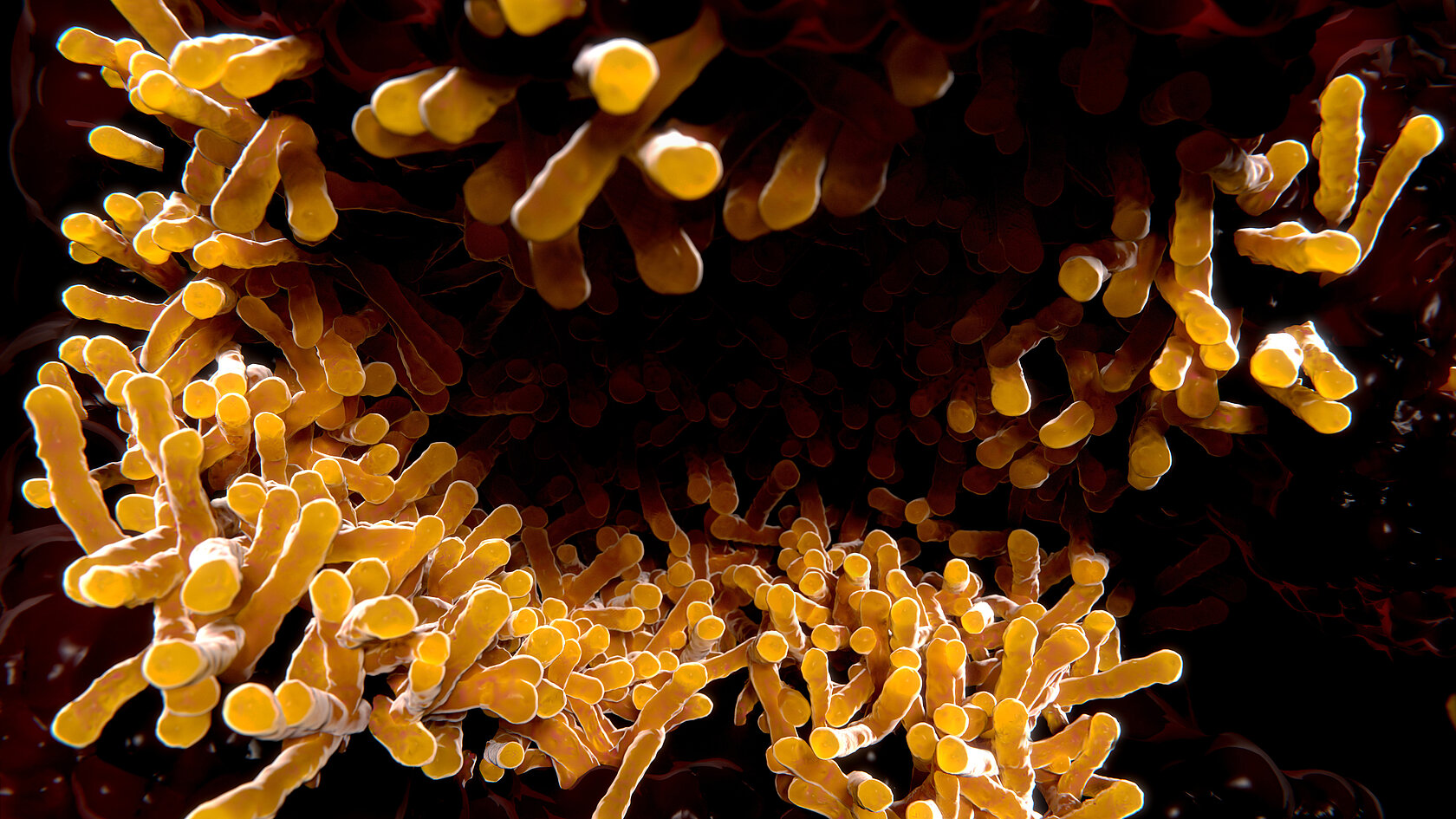 Tuberkulose-Bakterien unter dem Mikroskop