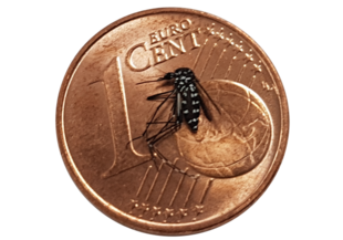 Tigermücke auf einem 1-Cent-Stück