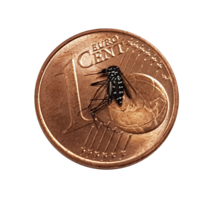 Tigermücke auf einem 1-Cent-Stück