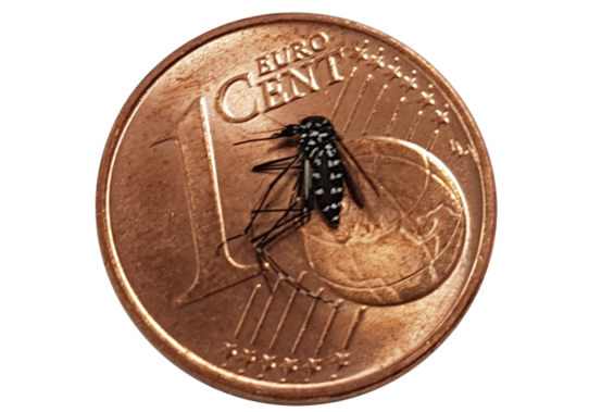 Asiatische Tigermücke auf einem 1-Cent-Stück