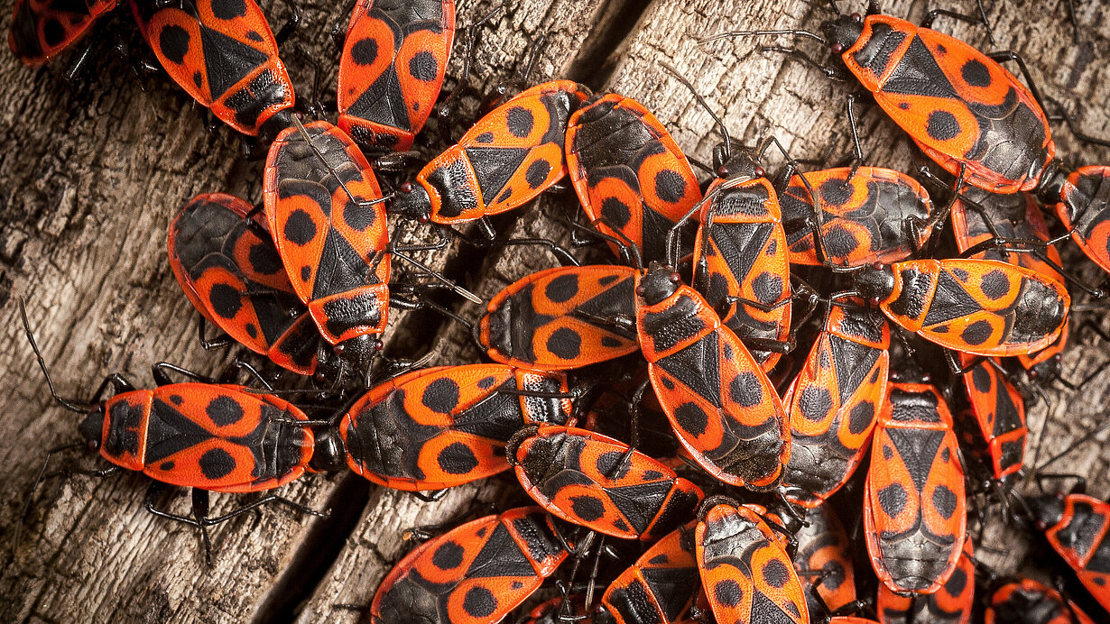 Feuerwanzen / Pyrrhocoris apterus