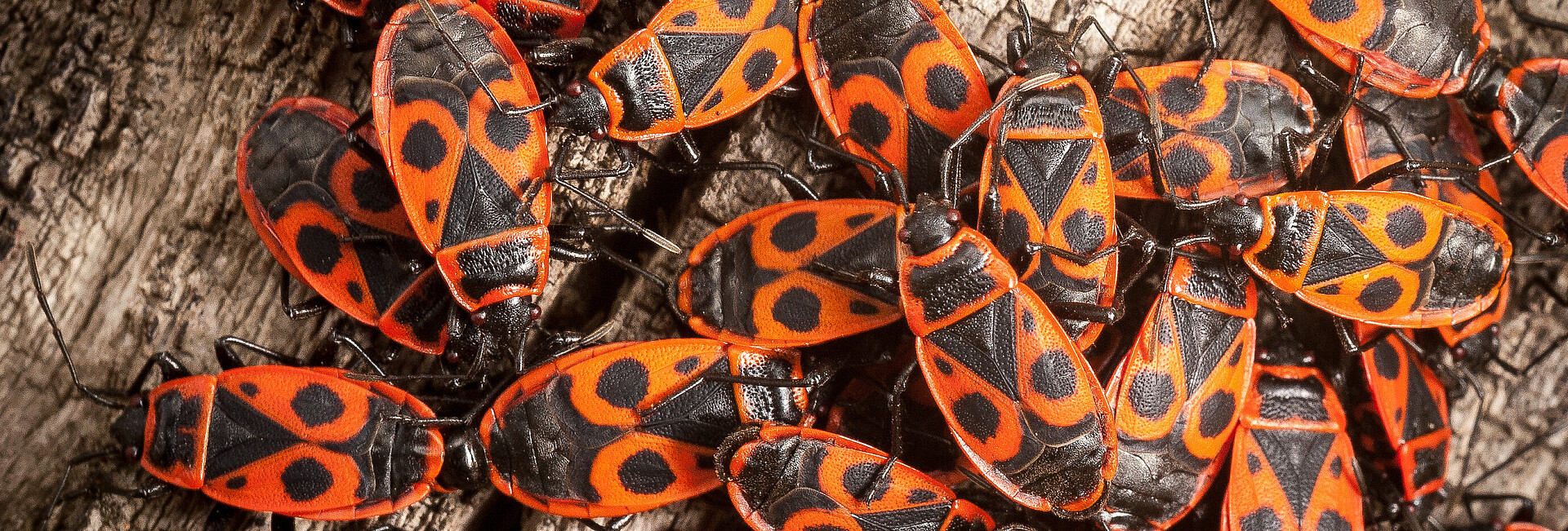 Feuerwanzen / Pyrrhocoris apterus