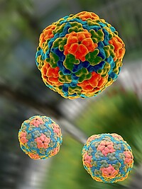 Sieben Hepatitis-A-Viren