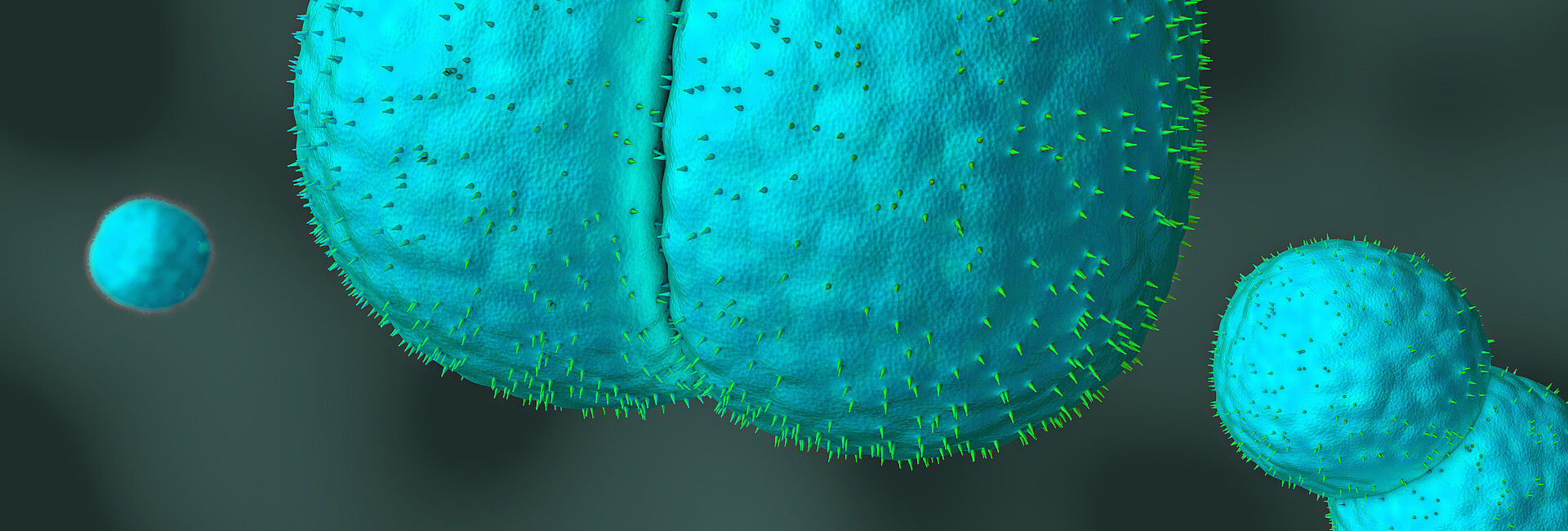 Meningokokken unter dem Mikroskop