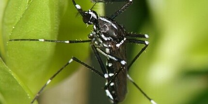 Weibchen der Asiatischen Tigermücke