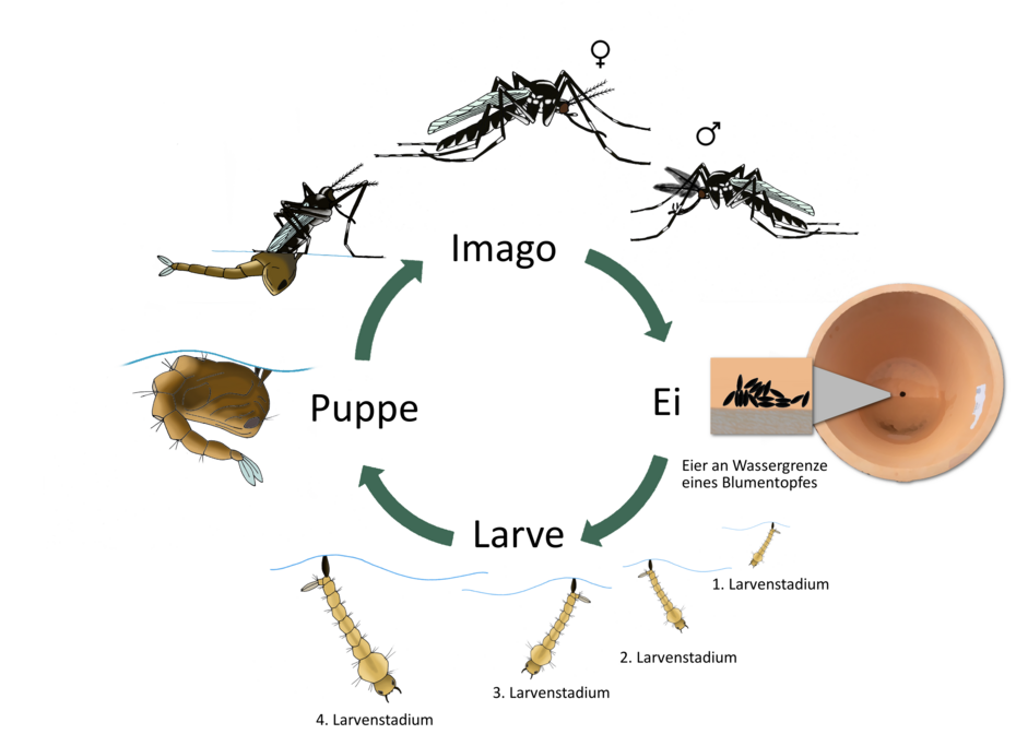 Lebenszyklus der Tigermücke Schematische Darstellung des Lebenszyklus der Tigermücke