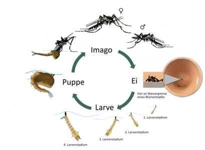 Schematische Darstellung des Lebenszyklus der Tigermücke