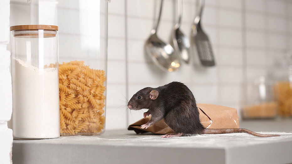 Ratte sitzt auf einem Küchentisch neben einer angenagten Mehltüte