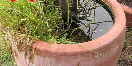 Blumentopf mit stehendem Wasser als Brutstätte für Mücken