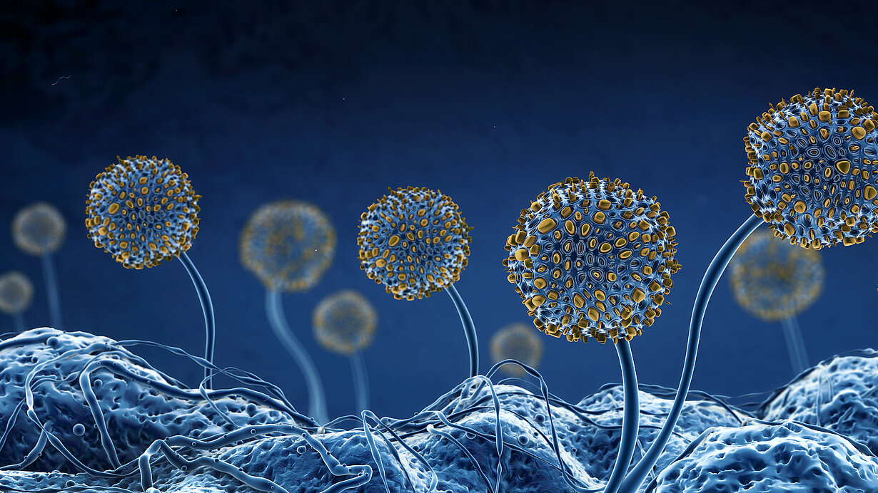 Schimmelpilze und Sporen unter einem Mikroskop