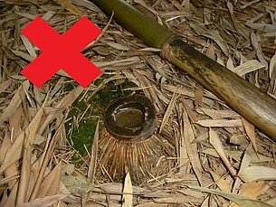 Bambus Bambusstumpf mit Wasser als Brutstätte für Mücken