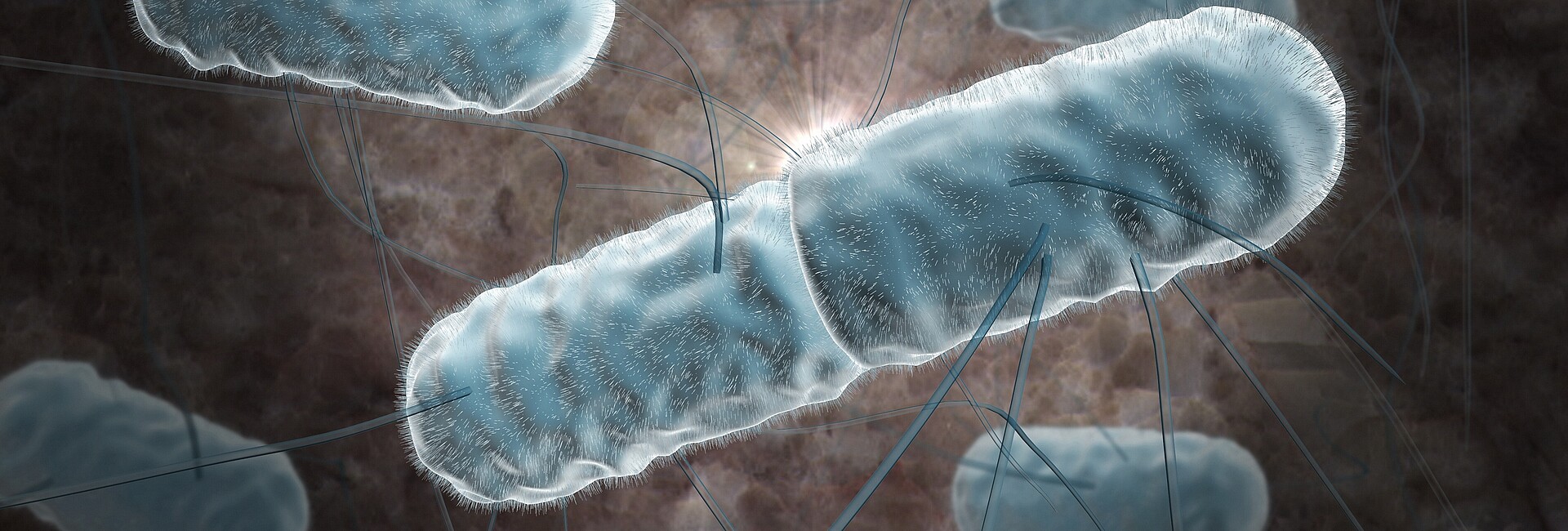 Bild zeigt Listeriose-Bakterien unter dem Mikroskop