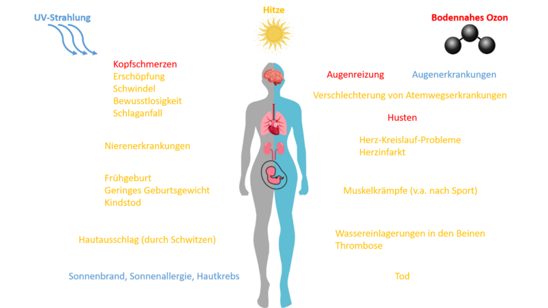 Schaubild Einwirkung von Hitze und UV-Strahlung auf den Körper