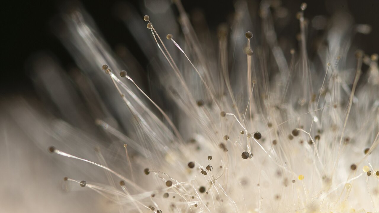 Pilzbefall auf einem verfaulten Kürbis