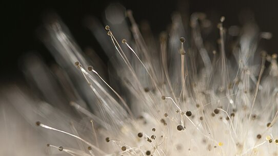 Pilzbefall auf einem verfaulten Kürbis