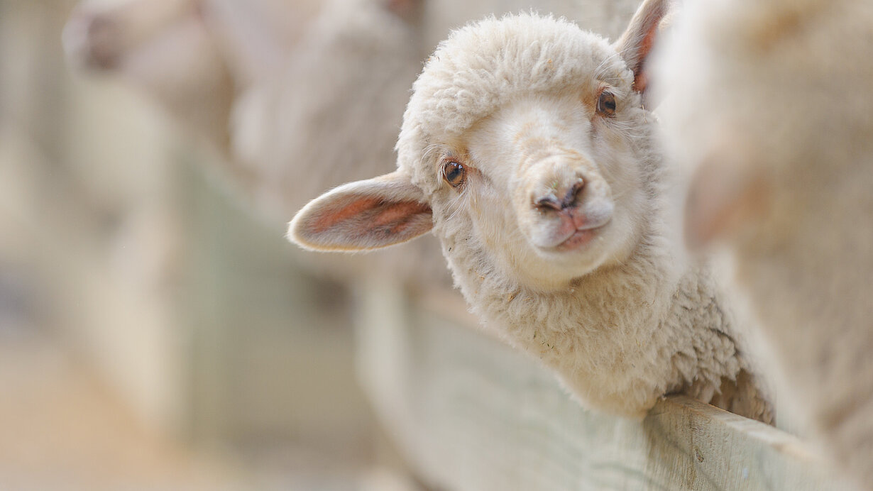 Junges Schaf das den Kopf über ein Gatter streckt