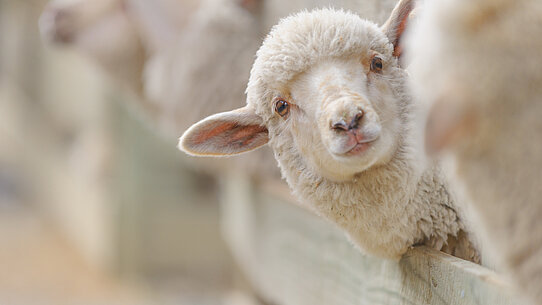 Junges Schaf das den Kopf über ein Gatter streckt